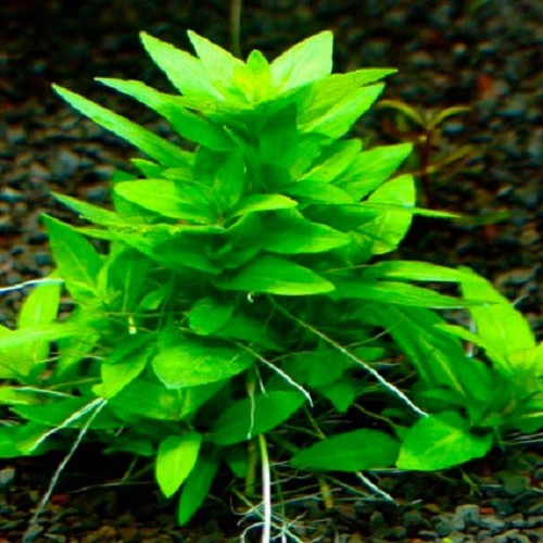 Staurogyne rubescens